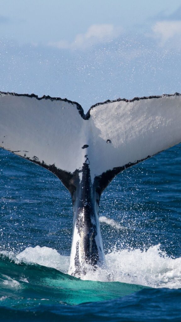 Humpback Whale Banderas Bay